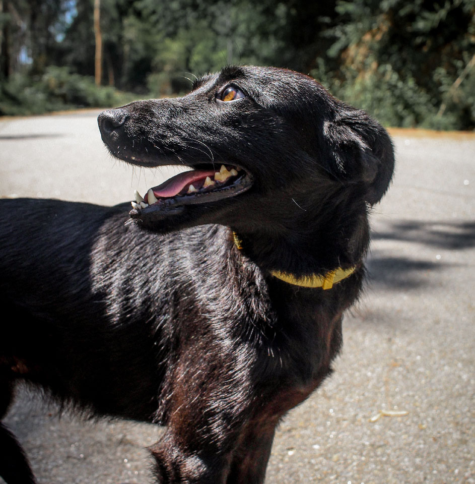 Não ao abandono, sim à Esterilização